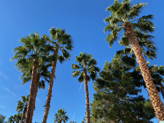 Goooood Morning! Yes the sky is really that blue! ☀️🌴☀️🌴☀️🌴 
#LasVegas #Desert #DesertLife https://t