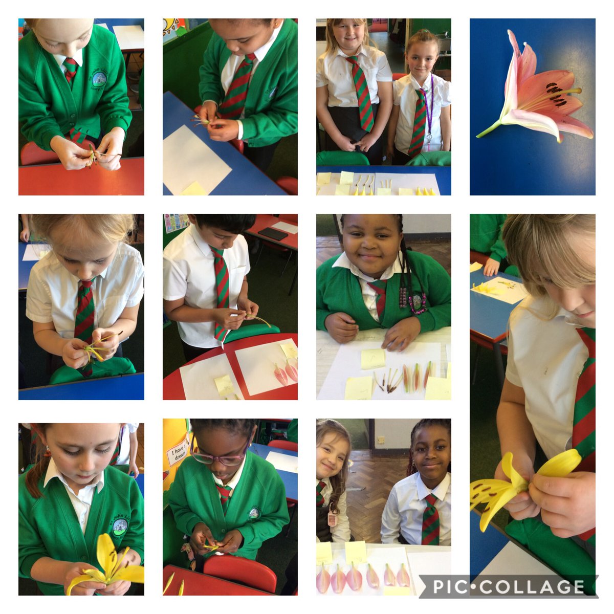 SJLCARDIFF's tweet photo. #Year3 have enjoyed looking closely at different parts of a flower through dissecting a lily. #WildWood #SnapScience #Article28 https://t.co/h3XhQOpui6
