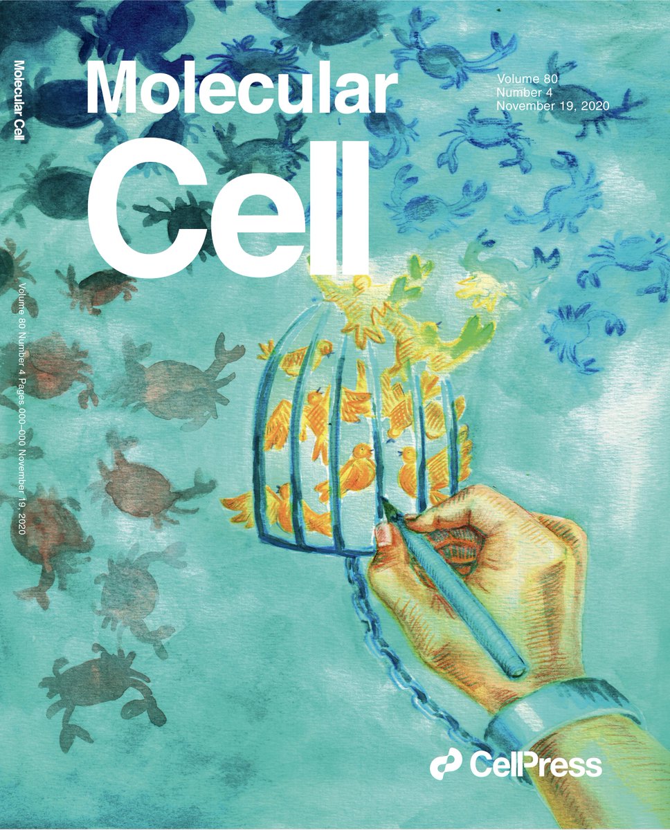 Lewis Lab (@peterlewislab) on Twitter photo We're excited that <a href="/MolecularCell/">Molecular Cell</a> selected our M.C. Escher-inspired artwork for the cover of their Nov 19 issue! Check out our new story about how H3K27M and EZHIP attenuate PRC2 activity in gliomas. tinyurl.com/y5cvcwsx Image credit: @cathylundgren. Thank you, Catherine! We're excited that <a href="/MolecularCell/">Molecular Cell</a> selected our M.C. Escher-inspired artwork for the cover of their Nov 19 issue! Check out our new story about how H3K27M and EZHIP attenuate PRC2 activity in gliomas. tinyurl.com/y5cvcwsx Image credit: @cathylundgren. Thank you, Catherine!