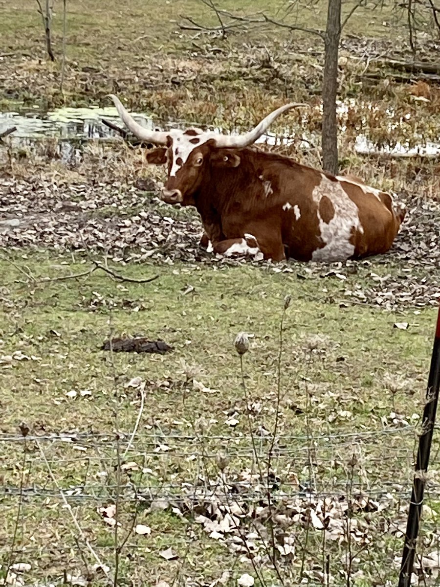 KEL_Genetics's tweet photo. @philgaimon I always take time to say hi to the animals I see on my ride This guy always gives me a nod https://t.co/SSSnpBZZm3