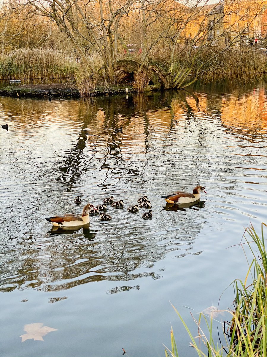 I hope there is a future for these little guys, they’re about 4 months early! 🦆 🐦 🐣🐤🐥🐧