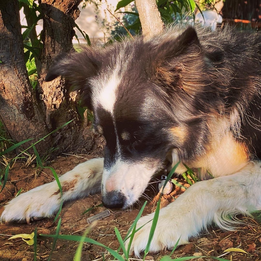 getxent's tweet photo. Esther Mathhew has unlocked her dog potential with the #Getxent tube. Congrats !

#detectiondog #workingdog #conservationdog #k9detection #environement #betterfuture #getxentdetectiondog #thenoseknows https://t.co/suZafuNCHc
