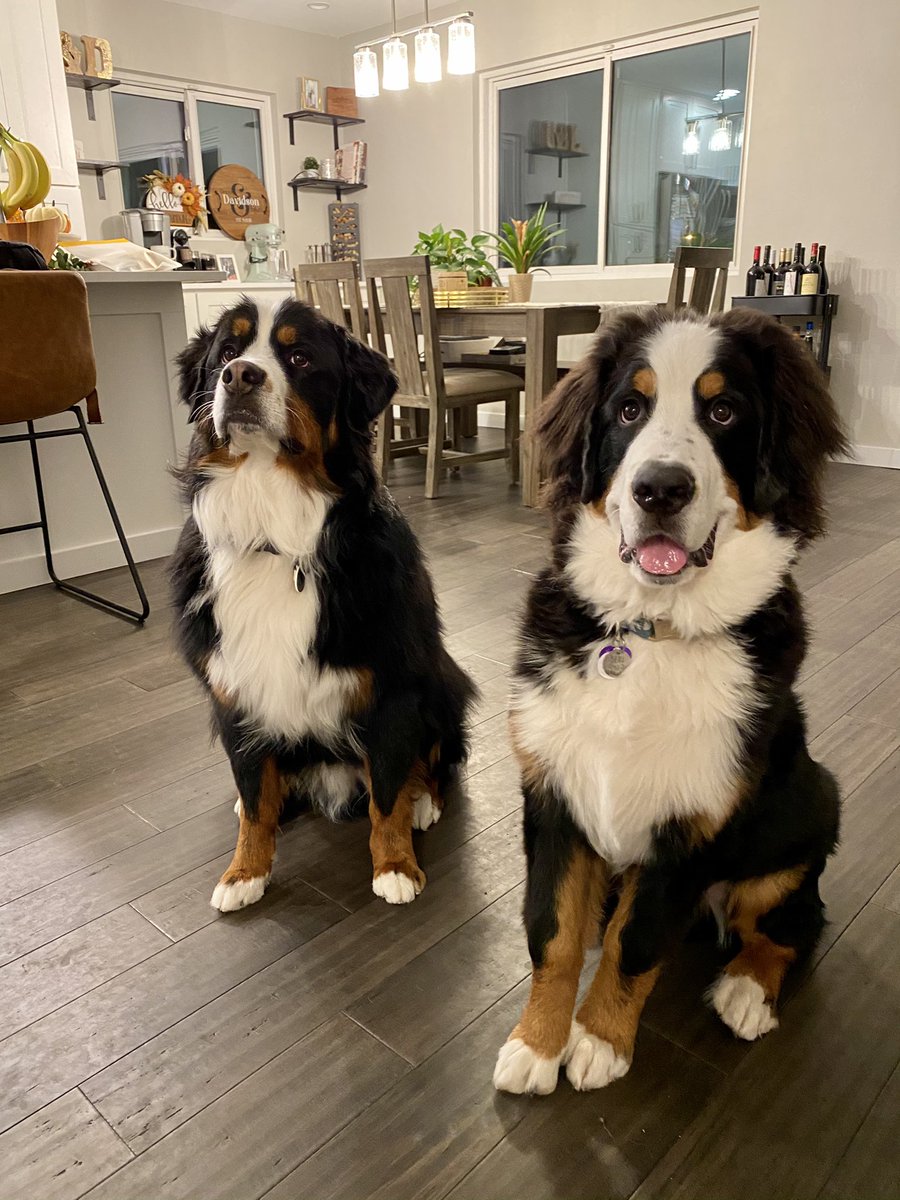 DJJDave2010's tweet photo. @nickossello A couple of good ole boys waiting for their best friend Moose to visit. Also so the public is aware, the dog on the left is the dog @nickossello saved from drowning. #DogThursday https://t.co/Hpuy1Oqinh