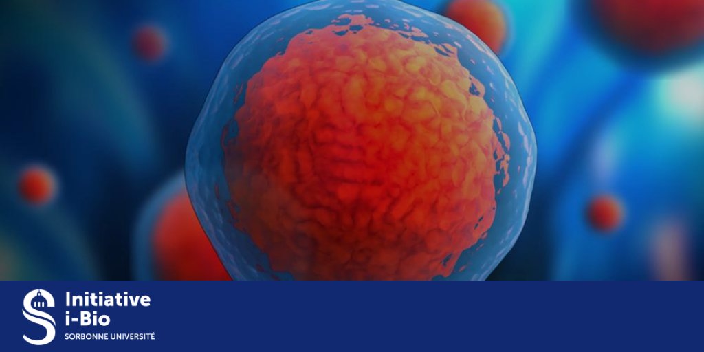 🦠 Avec l’Initiative i-Bio dirigée par la biologiste Catherine Jessus, Sorbonne Université vise à structurer et promouvoir une #recherche pluridisciplinaire en sciences de la vie autour de l’émergence d’un grand centre de #biologie fondamentale ➡ swll.to/Iyu5y