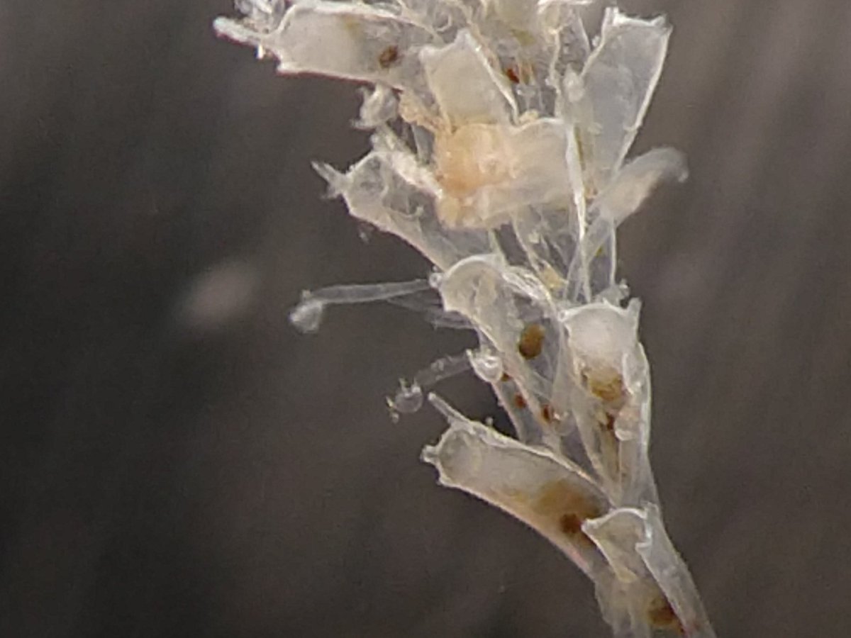 Megan McCuller, ectoproctologist tweet media