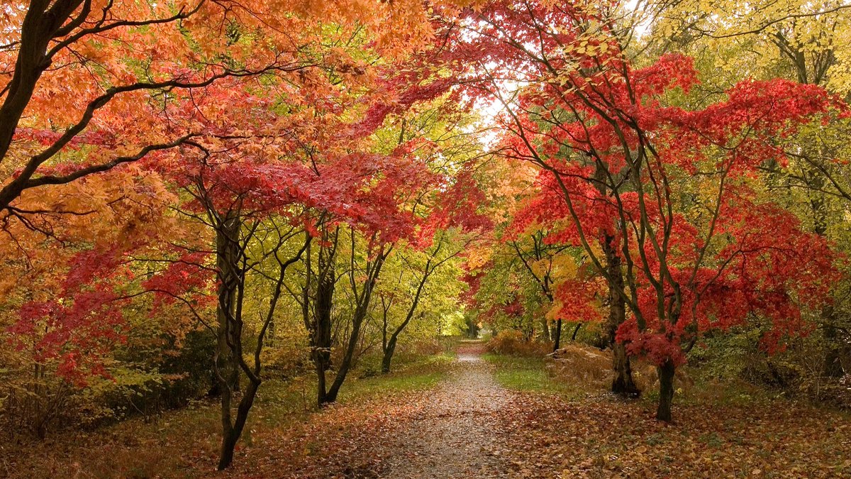 ForestryEngland's tweet photo. And so, we find ourselves indoors for a little longer, but the forests are still here for you remotely. Pop your best piece of #LockdownAdvice below. Let’s be there for each other during the colder months. 💚👇 #TeaTimeTreeTime https://t.co/SfseO1Ct1n