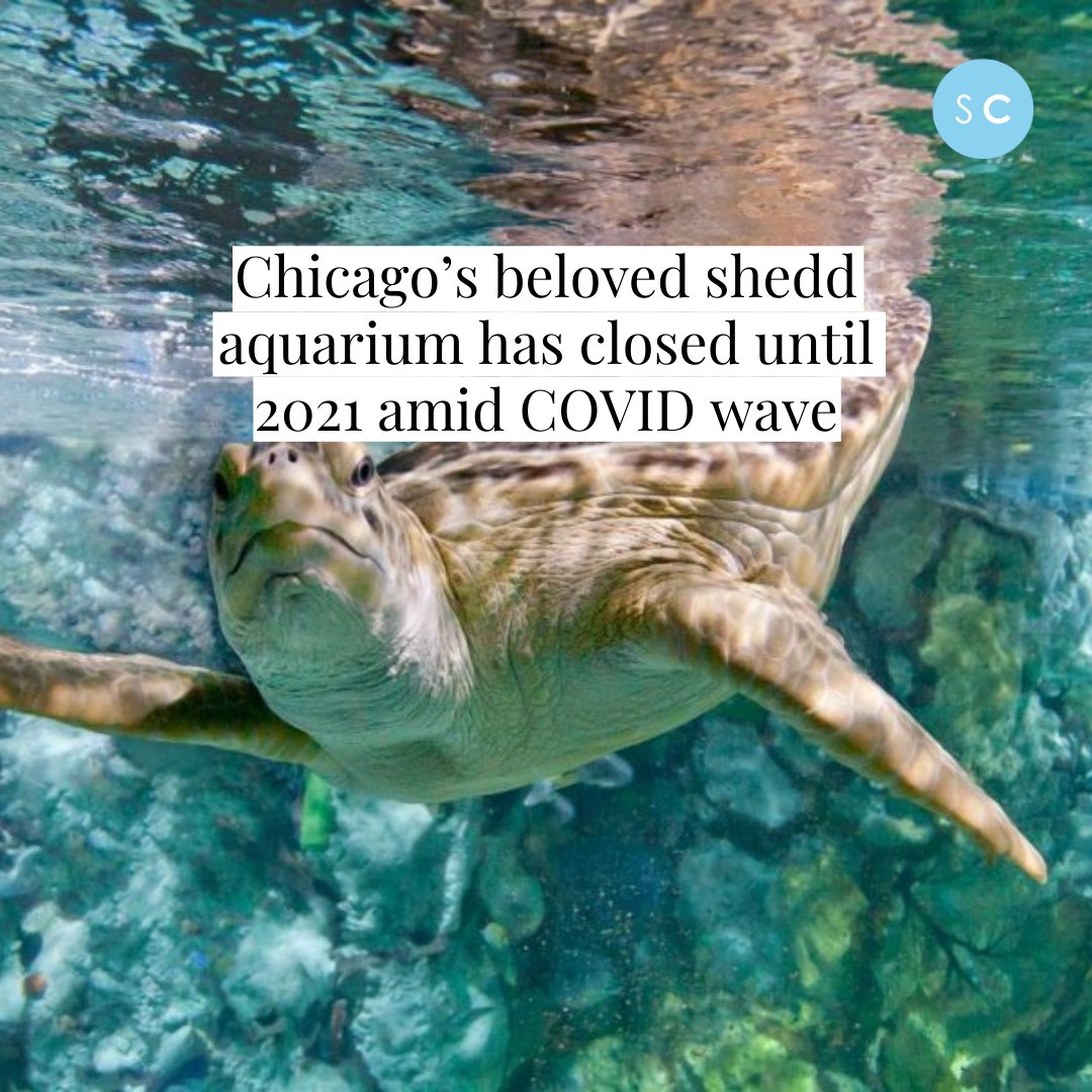 Chicago’s beloved shedd aquarium has sadly closed until 2021 amid COVID wave. Click on the link below for more details  😢
#COVID19 #Chicago #closure #mysecretchicago
bit.ly/3pFKcn7
