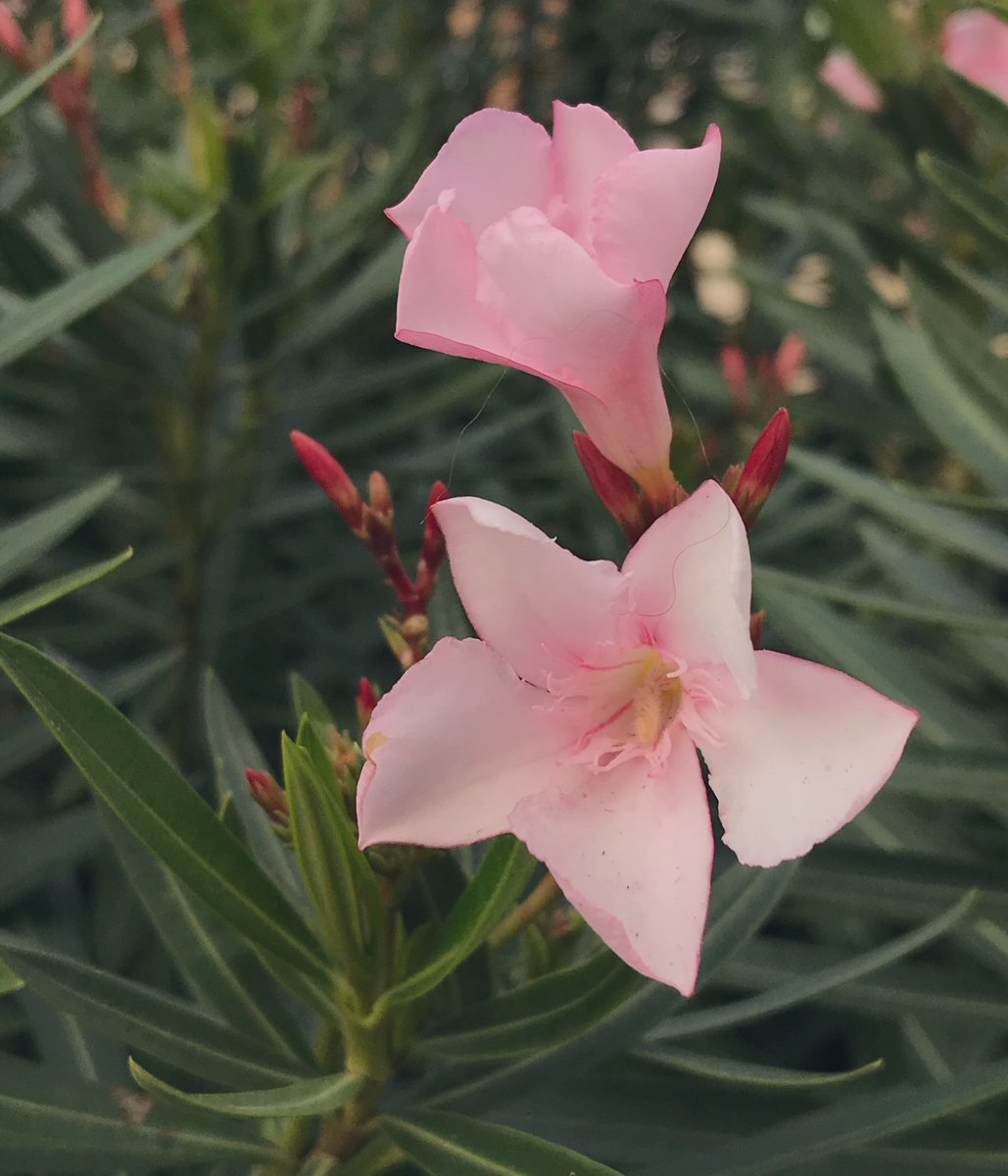 marisawoven's tweet photo. Good morning! 

#photography #Flowers #Houston https://t.co/WakolvuhDu