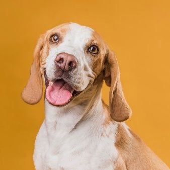 CaninaManual's tweet photo. ¿Quieres que tu perro sea más feliz? Sólo necesita educación, con este manual doméstico, en tan sólo 100 páginas podrás aprender todas las claves para educar a tu perro. Consigue ya tu ejemplar. Recuerda, perro educado= perro feliz. 
#educacionanina https://t.co/pFQMqkD7dr