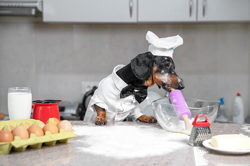 rfurbabies's tweet photo. Over at @URDining, Chef Emile skillfully nourishes the @urichmond community. A master of German cuisine, Emile loves to whip up anything from a complex Black Forest Hound Cake to a simple Frankfurter (you thought we'd go there didn't you?), all with a dachs of love. https://t.co/UfxYNvpmoj