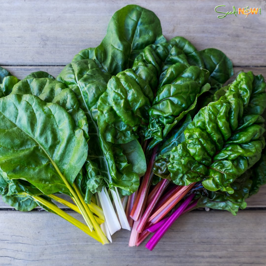 Check out this offer from our friends at SeedsNow.com! 🚚 FREE SHIPPING until FRIDAY when you spend $10! 📫 😀 Use code: SMILE-FS432

*Offer expires 11/20/2020. Order must be greater than or equal to $10.00 to qualify for free shipping.*