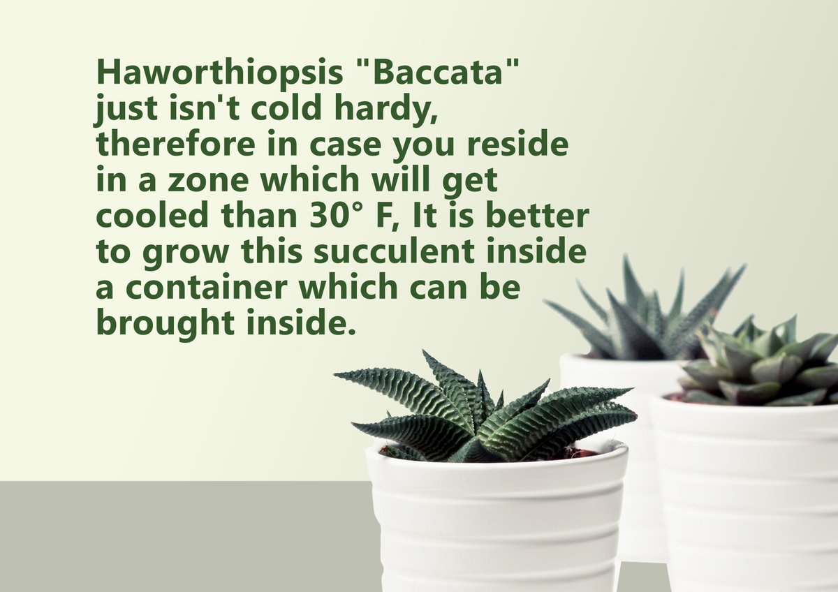 GuidePlanting's tweet image. Haworthiopsis Baccata aka Haworthia coarctata has a triangle-shaped with white bumps or light green on the exterior of the leaves. 
#haworthiopsisbaccata #cactuslover #plantnation #theplantingguide #succulent #plants #succulentlove
theplantingguide.com/plant/2020/11/…