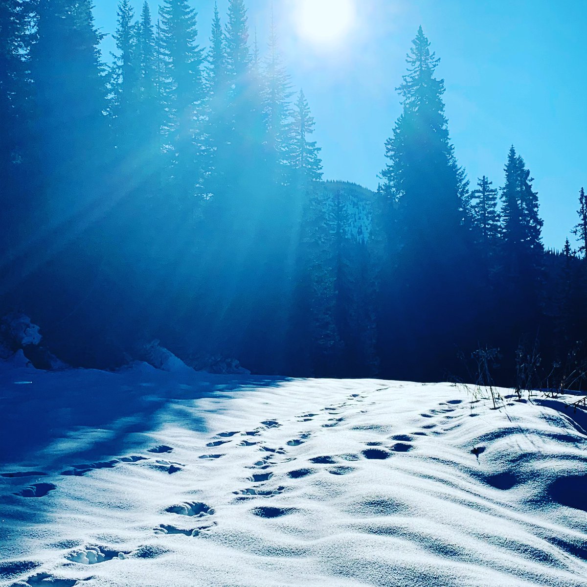 Moose highway ❤️ #hunting #britishcolumbia #highalpine #dayfour