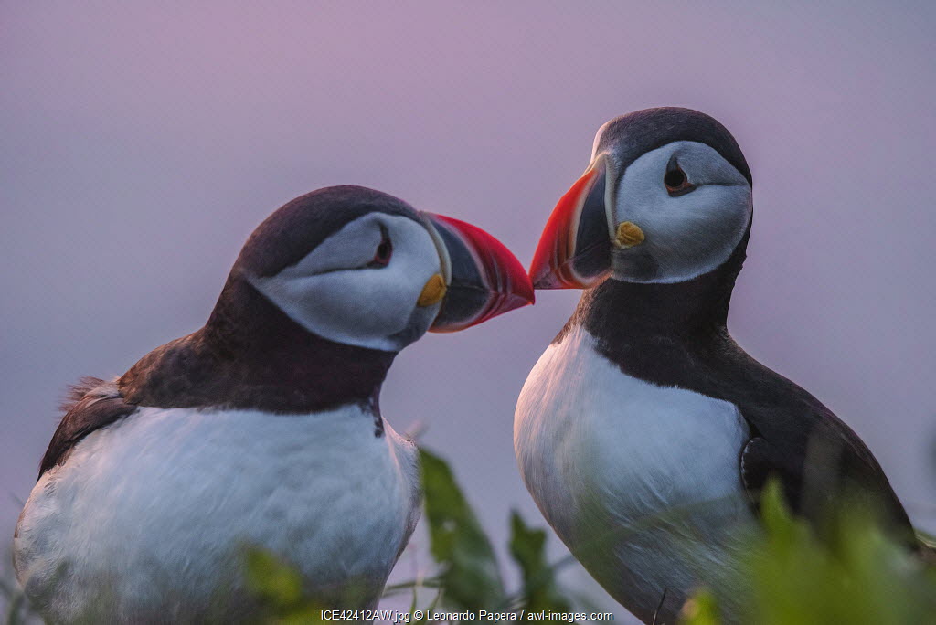 awlimages's tweet photo. Daily Inspiration: Puffins at Vik, Dyrholaey, Iceland by Leonardo Papera/ AWL Images. 

https://t.co/flkuxpESkN
------------⁠
⁠
#awlimages #travelphotography #stockphotography #travelstockphotography #worldcaptures  #roamtheplanet  #travelandlife #iceland #puffins #puffin https://t.co/DzTNLYSJHH