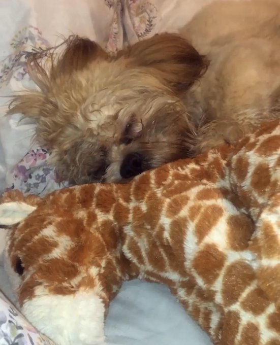 @sqzdnz I didn&rsquo;t get one but here&rsquo;s him napping with my giraffe teddy :)) https://t.co/dCU8aDmD3U<a class="tags" target="_blank" title="On Twitter" href="/?out=eyJ0eXAiOiJKV1QiLCJhbGciOiJIUzUxMiJ9.eyJpYXQiOjE3MjA3NzMwMTIsImlzcyI6InR3cG9ybnN0YXJzLmNvbSIsIm5iZiI6MTcyMDc3MzAxMiwiZXhwIjoxNzUyMzA5MDEyLCJyZWRpcmVjdF91cmwiOiJodHRwczovL3R3aXR0ZXIuY29tL3NxemRueiJ9.1I-56y0-_EbTWOmck2JMahlqAKYtvtN64KFHz3S4WWfJAG5cyEO4QyE3LUY8JAQ60WWQBA5XEQO-q_Q2PcJsWg">@sqzdnz</a>