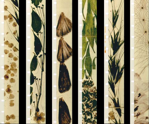 thepopeoftrash's tweet photo. #Mothlight (1963)

#StanBrakhage https://t.co/5BsL03sRoV