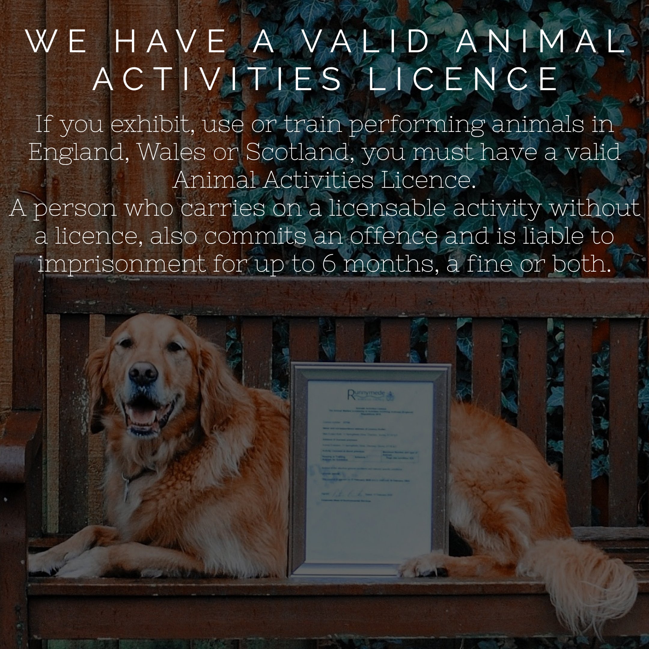 Animal Evalution - Dog Trainer For Stage & Screen on Twitter: 