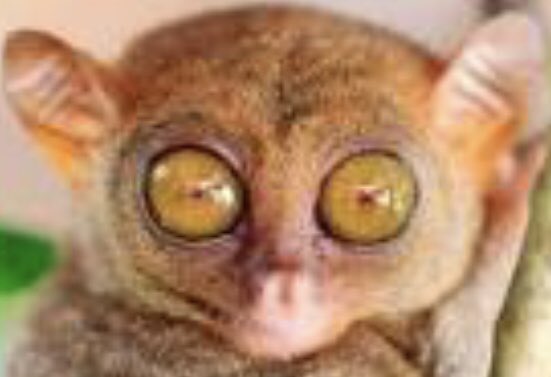 CapriciousBow's tweet image. I can’t get round how similar a Bush Baby is to a Penis?! #ManyQuestions  Also, I name thee Richard Johnson.... don’t let the fluffy wuffy spit at you! #Sorry @HowFashionating thanks for the inspiration....