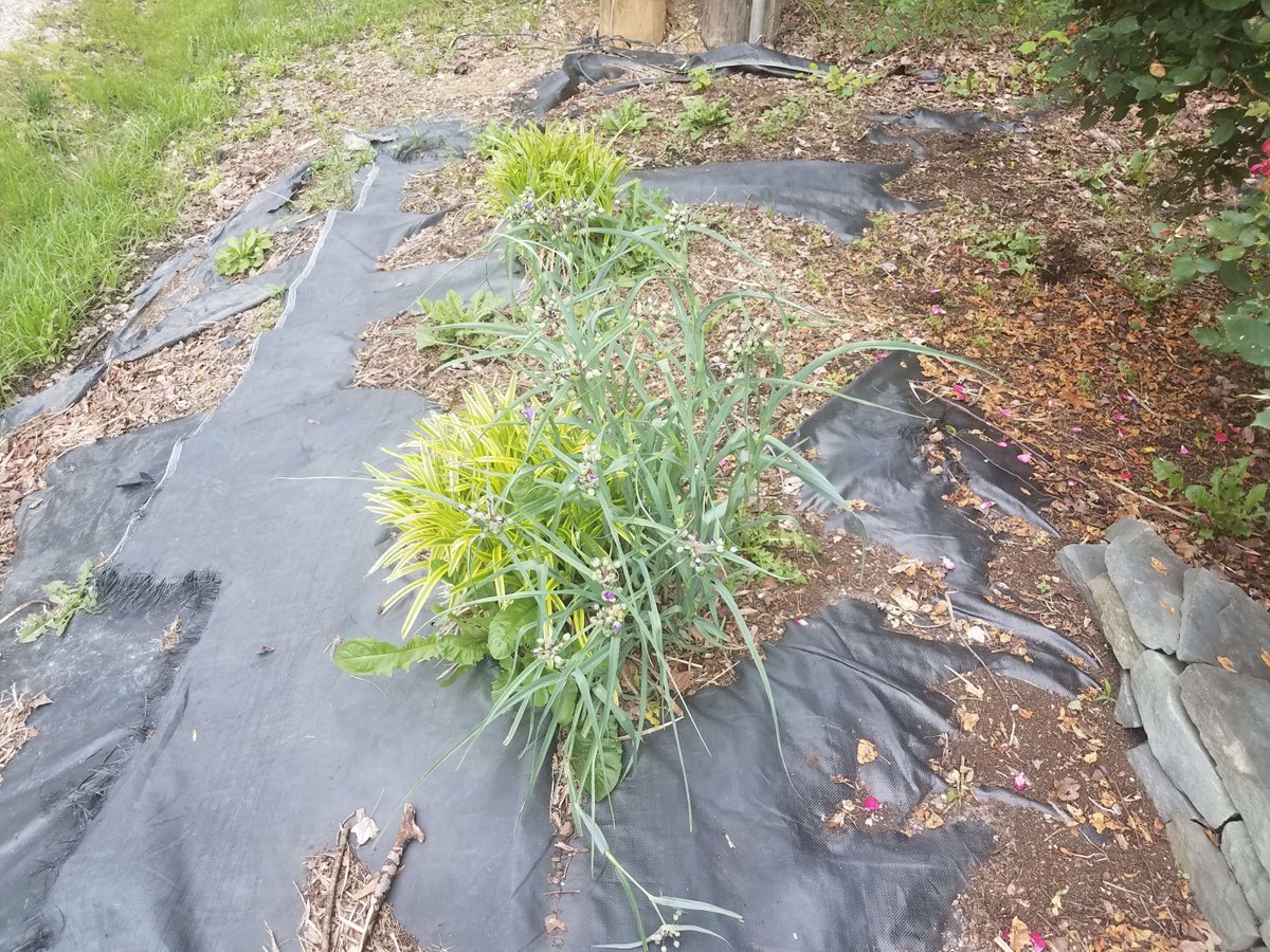 #TipsOnThursday

Weed fabric usually does nothing to stop weeds long term - organic material breaks down on top of it over time and weeds will still grow.  It should only be used under gravel and stones and pathways, but not around plants. #Gardening #GardenHacks #GardeningTips