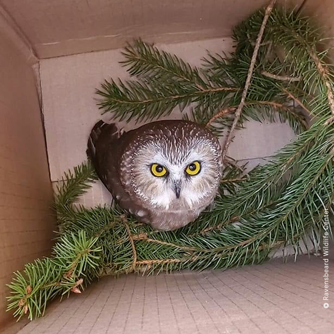 Workers in NYC found quite a surprise when beginning to set up this year's Christmas tree at Rockefeller Center: A little saw-whet owl was found nestled inside it! 
1/3