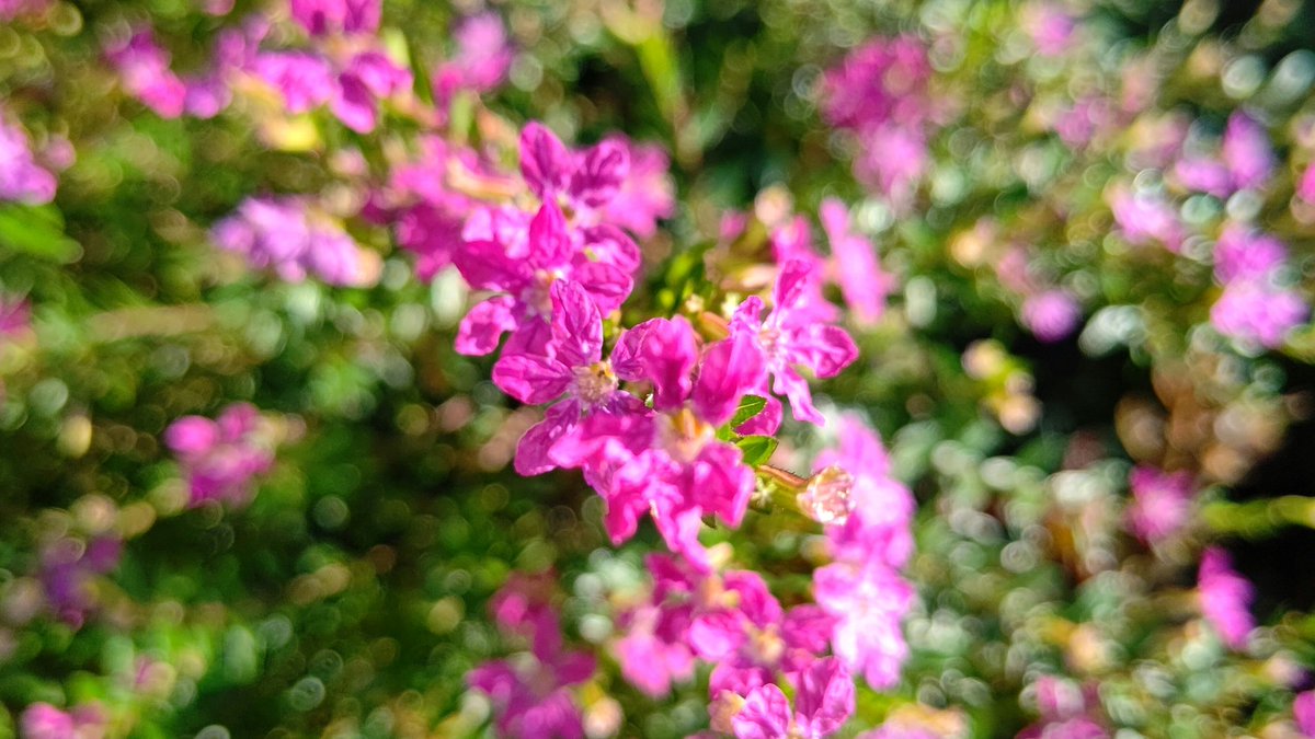 ちびちゃ 墨西哥花柳 メキシコハナヤナギ 名前の通り メキシコ原産の柳のように枝垂れた枝に花をつける 春から晩秋まで花をつけるので花壇などに彩をそえる 花弁に見える部分は実は萼 別名 クフェア 煙草草 タバコソウ 花言葉 自由気まま