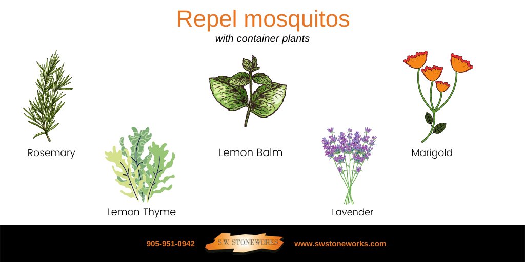 SWStoneworks's tweet image. Natural ways to keep the mosquitos away! 🌱 Save for future reference! 

#Bolton #Caledon #KingTownship #NewTecumseth #Alliston #Belfountain