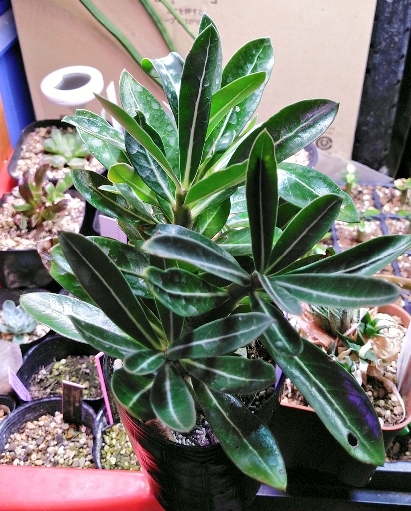 sectionalmaster's tweet photo. Adenium somalense var.crispum、、
…なはず。(ラベルは)
どんどん葉身は細くはなるが、、まあ、来年どうなるかを見てみよう。何かの交雑ものっぽいが(笑)
#Adenium🌺 #アデニウム #塊根(塊茎)植物 #盆栽 #IPGC #箱庭 (計画)🌱 https://t.co/fp63Onpzjb