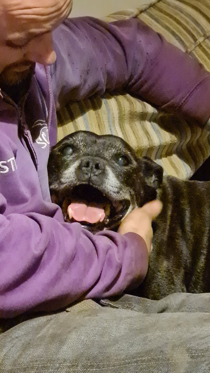 kennel cough vaccine cost vets4pets