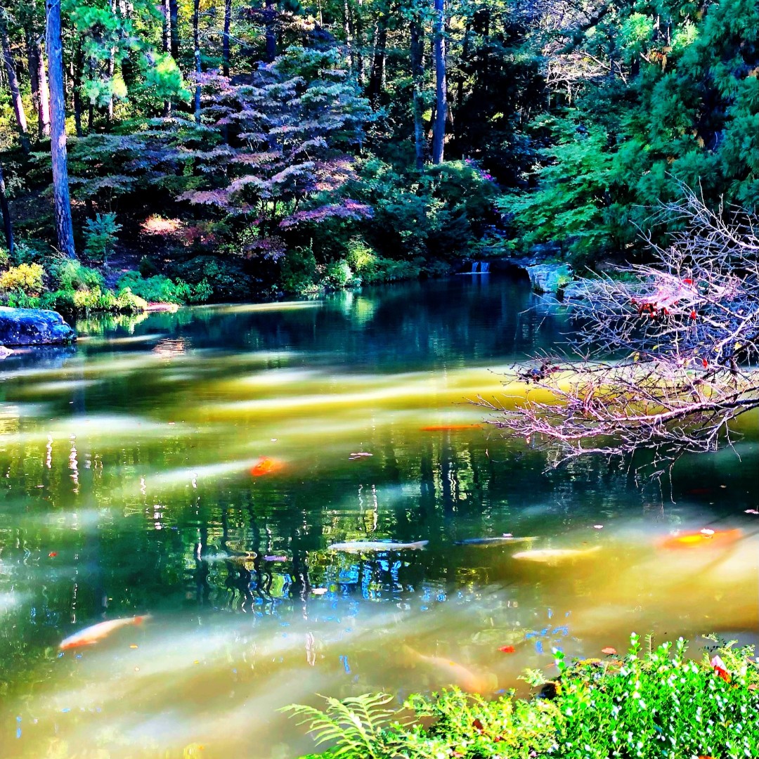 indigarten's tweet photo. #TBT Enjoying a peaceful #socialdistance #getaway in #HotSprings #Arkansas a few weeks ago @ Garvan Woodland Gardens.
.
.
#koi #koipond #japanesemaple #garden #gardens #naturephotograhy https://t.co/i9yOqIhV7H