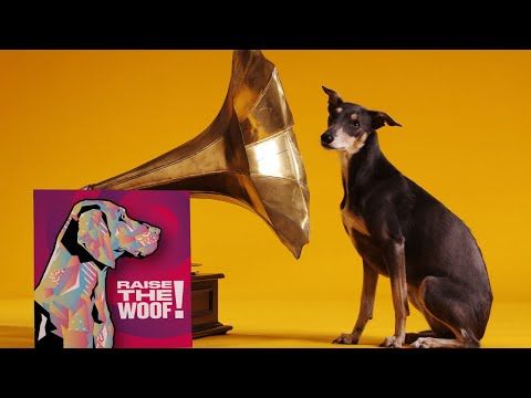 woofstock's tweet photo. Raise The Woof! @tailsdogfood has released a Christmas song for dogs. Play it for your pup and let us know what kind of reaction they have! https://t.co/36fgcpcj2S #christmas2020 #dogowner #doglover #musicfordogs #dogsoftwitter #toronto #dogsoftoronto https://t.co/vr1CR76hb2
