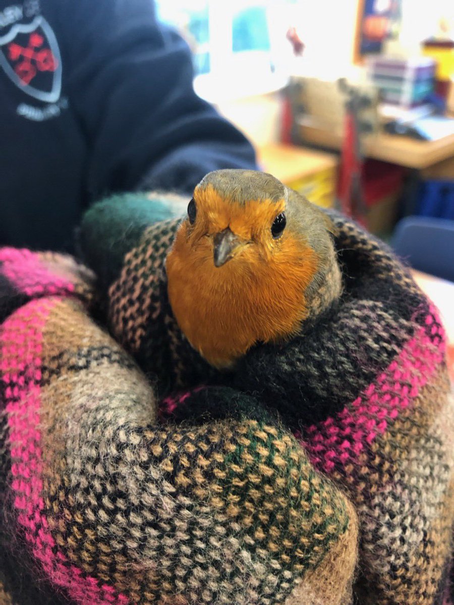 Astley C.E. Primary School tweet media