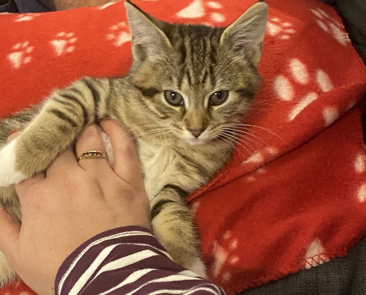 AllThingsIC's tweet photo. Final episode of The Crown about to start. I’ve loved this series. Our little sofa buddy Amélie has tried to distract us from the screen tonight with this beautiful face 💕 #CommsCats https://t.co/bKOS9C7MmL