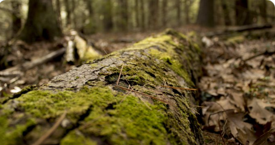 treeSMARTtrade's tweet photo. Research indicates that Maple trees may be a foundation species - one that plays an outsized role in shaping & maintaining its ecosystem.Β & they are under attack by #forestpests brought here by int'l trade. We must protect our #trees with #TreeSmartTrade before pests come ashore. https://t.co/udU9gMfCkc