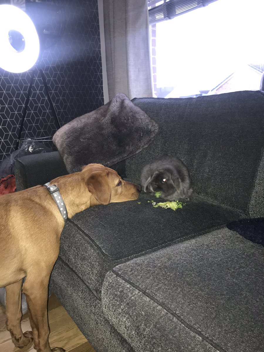 JodieEadie's tweet photo. The doodles ๐ #foxredlabradors https://t.co/clA22IvAnL