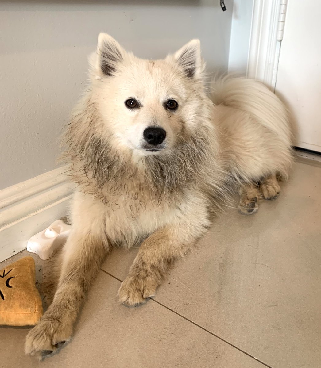 Well I used to have a white dog <a href="/dog_rates/">WeRateDogs</a>