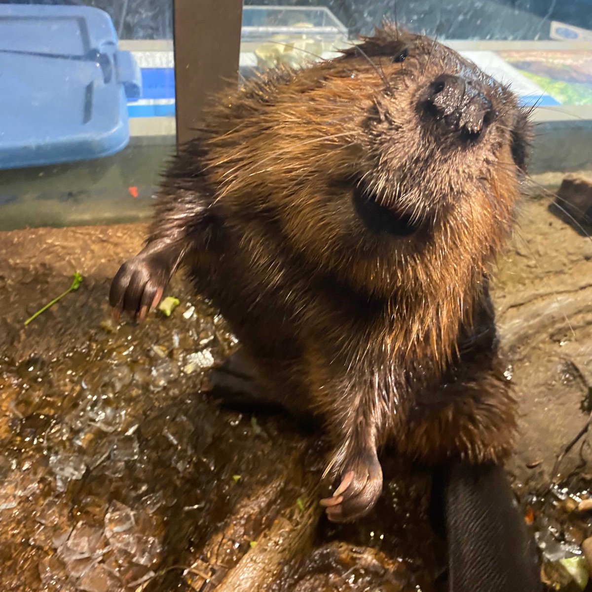 ScienceNorth's tweet photo. Happy Friday Eve! Kash appreciation post. 🦫🙂 https://t.co/kXVtdOjZVq