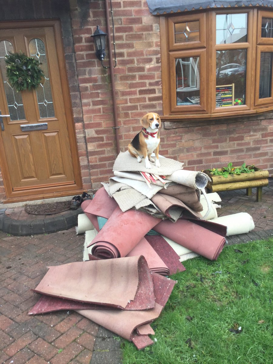 RobLole's tweet photo. @chrisbrooke1971 @beaglefacts @BeagleMum78 @rescuedogdexter @lorapenza @TakesLotsofNaps @BeaglesWirral @charley_beagle Agreed https://t.co/Zfi46W5yaB