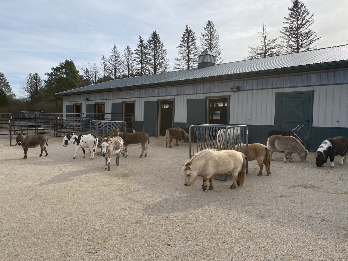 soulharborranch's tweet photo. Hangin’ out with the herd before our 2 virtual visits today, with Windy City LIVE and AARP Illinois! #ThisIsCountry @AARP @aarpillinois @WindyCityLIVE @RyanChiaverini https://t.co/sCavBrunaI