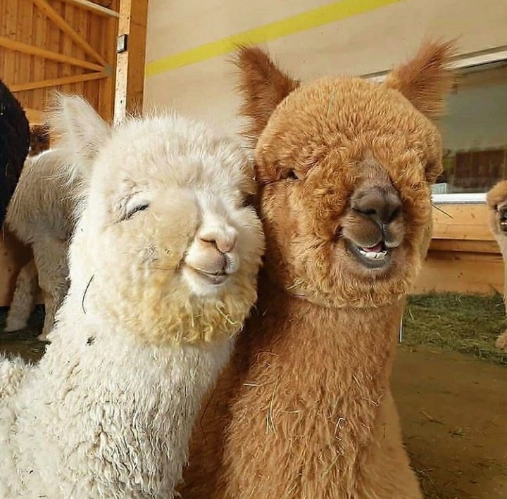micdoingthings's tweet photo. se avete avuto una giornata difficile, eccovi un po' di alpaca innamorati per risollevarvi🦙🤍 https://t.co/bnlA2vIIq5
