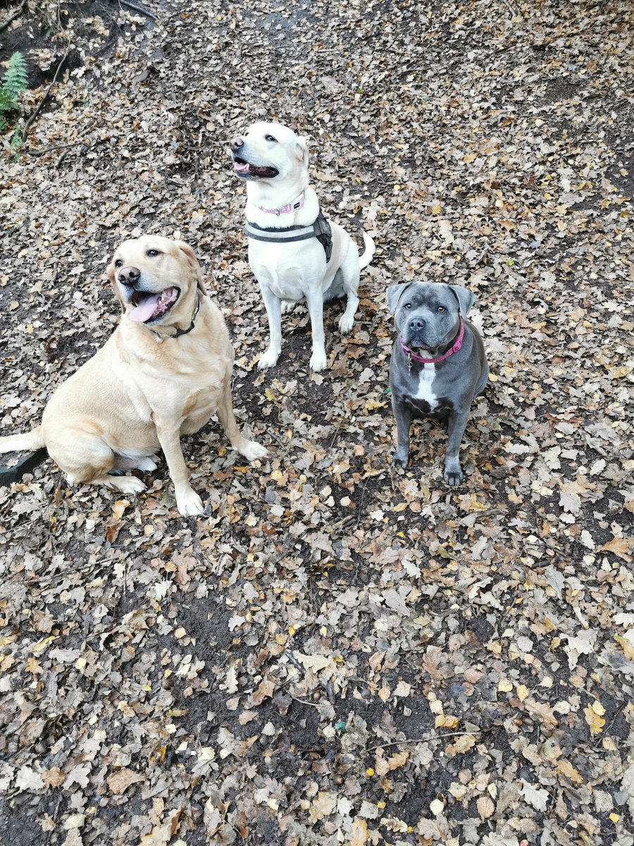 cluffy1779's tweet photo. @ClydeHusky Us 3 all say hi Clyde... https://t.co/YKUahaZJPa