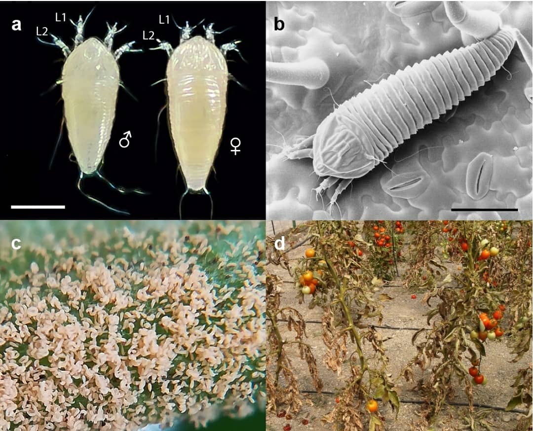 Synchangel's tweet photo. #Aculops #lycopersici the Tomato Russet Mite of family #Eriophyidae was recently sequenced and the genomics are in some ways unsurprising: genome is extremely small, with many reductions due to gene loss. Importantly, it lacks genes associated with development of resistance. https://t.co/nG52IdlsGw