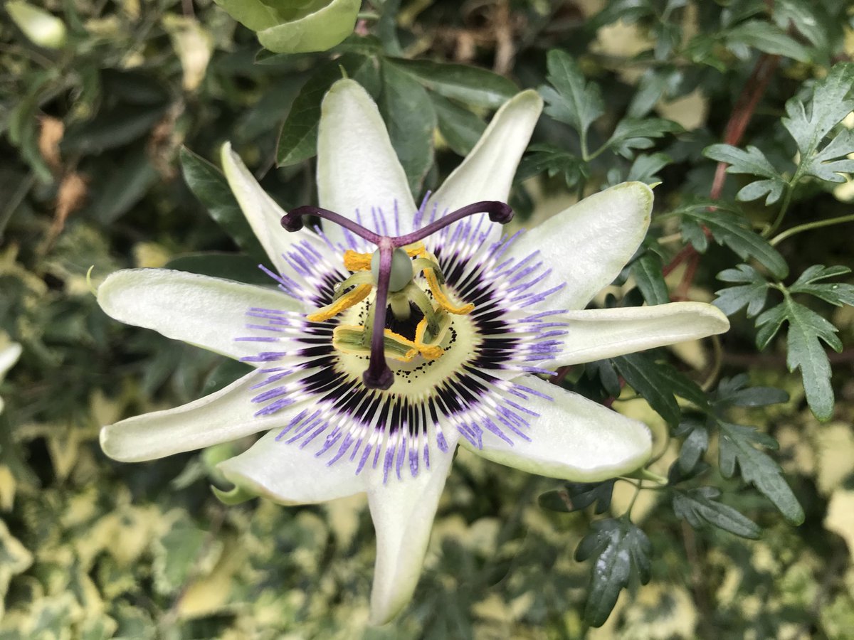 mapflynn's tweet photo. How I feel at the end of ⁦@theQCommunity⁩ #Qevent2020 - intrinsically  connected, inspired, cared for a little like this wondrous Passion flower! TY to ⁦@PennyPereira1⁩ ⁦@stacey_lally⁩ ⁦@libbykeckhealth⁩ and all ⁦@crowley_philip⁩ ⁦@NationalQI⁩ https://t.co/7NPMMX7zEp