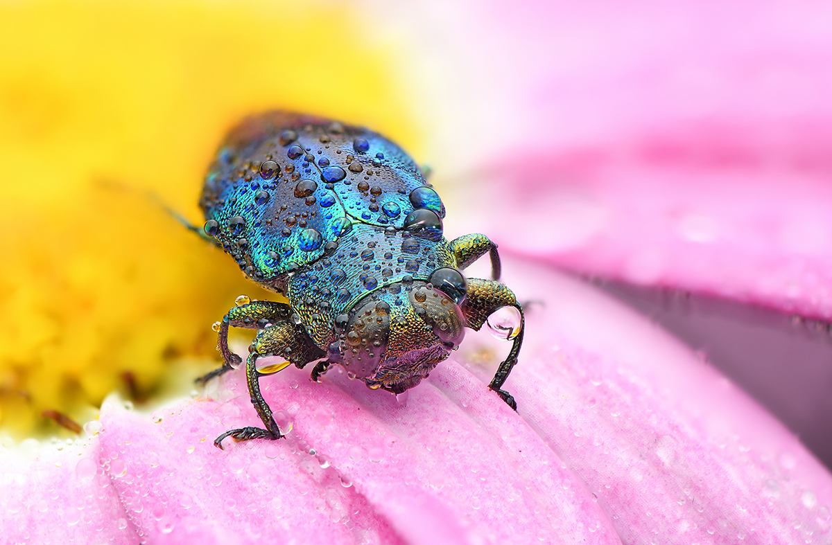 Inaturalist It S Throwbackthursday And Our Observation Of The Day Is This Bedewed Chrysobothris Sauteri 琉璃六星吉丁蟲 Beetle Seen In Hongkong Last April And Just Posted To Inat By Wongvoonwah More Details Inaturalist It S Throwbackthursday And Our Observation Of The Day Is This Bedewed Chrysobothris Sauteri 琉璃六星吉丁蟲 Beetle Seen In Hongkong Last April And Just Posted To Inat By Wongvoonwah More Details