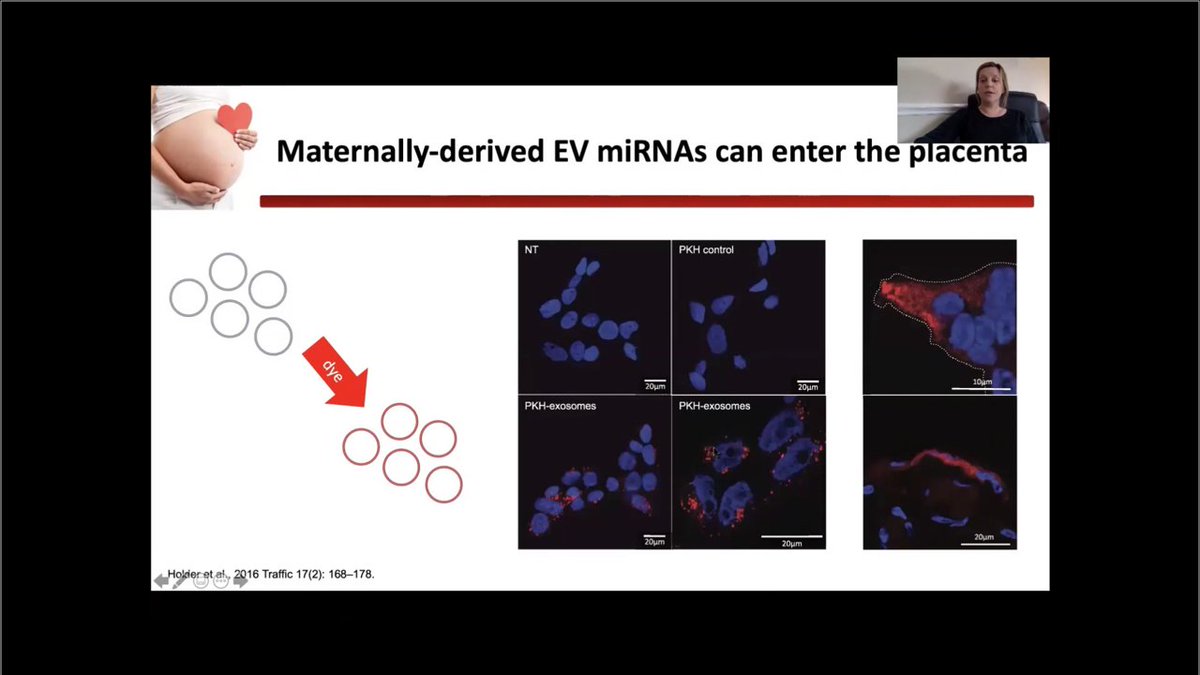 Dr Josca Schoonejans tweet media
