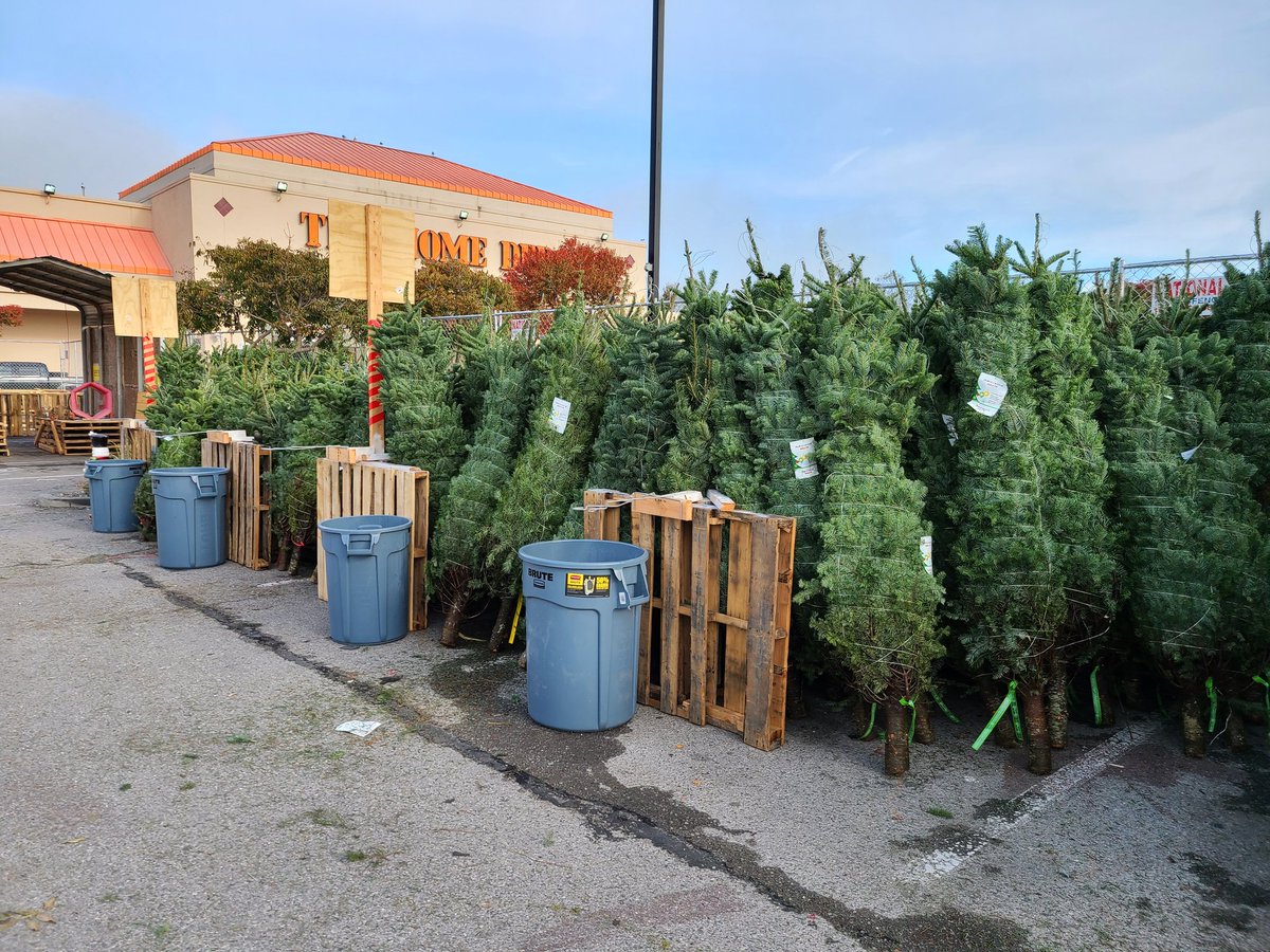 El Cerrito has Christmas trees! @JoshuasHD285 and team knocked it out of the park in record time! 930 trees? No problem! #pacnorthproud <a href="/sean_john5/">Sean Johns</a> <a href="/twylaroberson17/">twyla roberson</a> @MiguelS07665812 <a href="/tracie_daniels/">TracieDaniels@0643ASDSLIFE🧡</a>