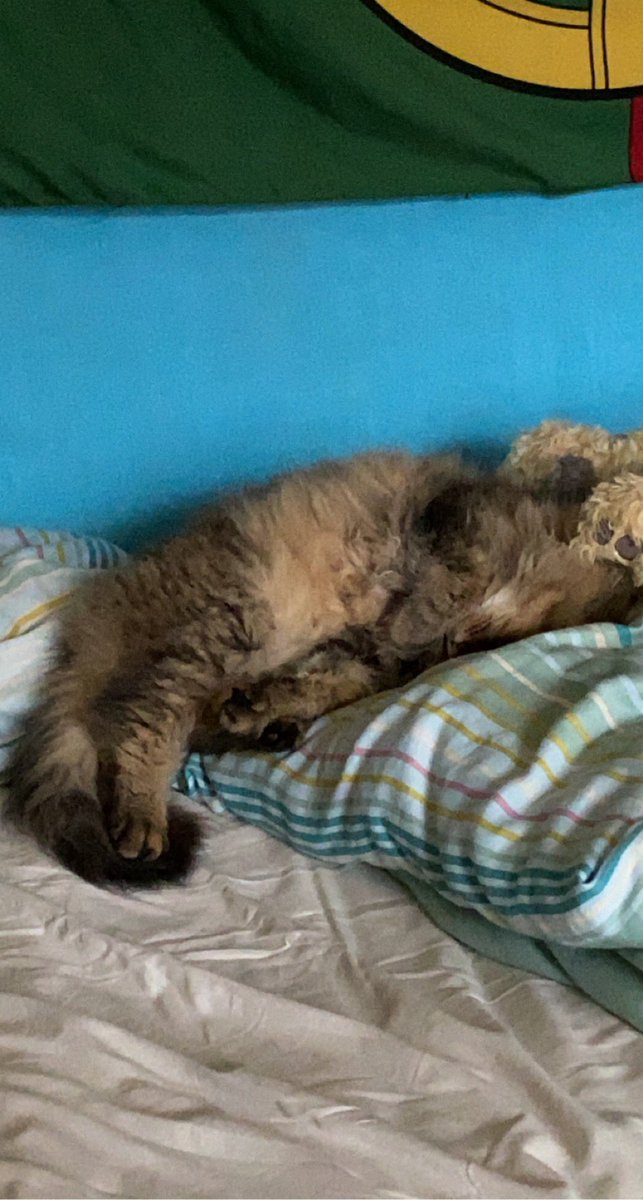 J0annaTV's tweet photo. #catsforkids @Manonolita14 🥺🥰 https://t.co/RkL7PZsJAh