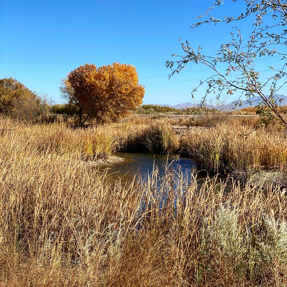 NuestraTierraNM's tweet photo. Great news! We're in the process of acquiring a small, private wildlife refuge along the Rio Bravo to create the Nuestro Rio education and learning center, with a focus on programming for underserved youth. It's important for our gente to experience a living river. #NuestroRio https://t.co/88m6rkBhMS