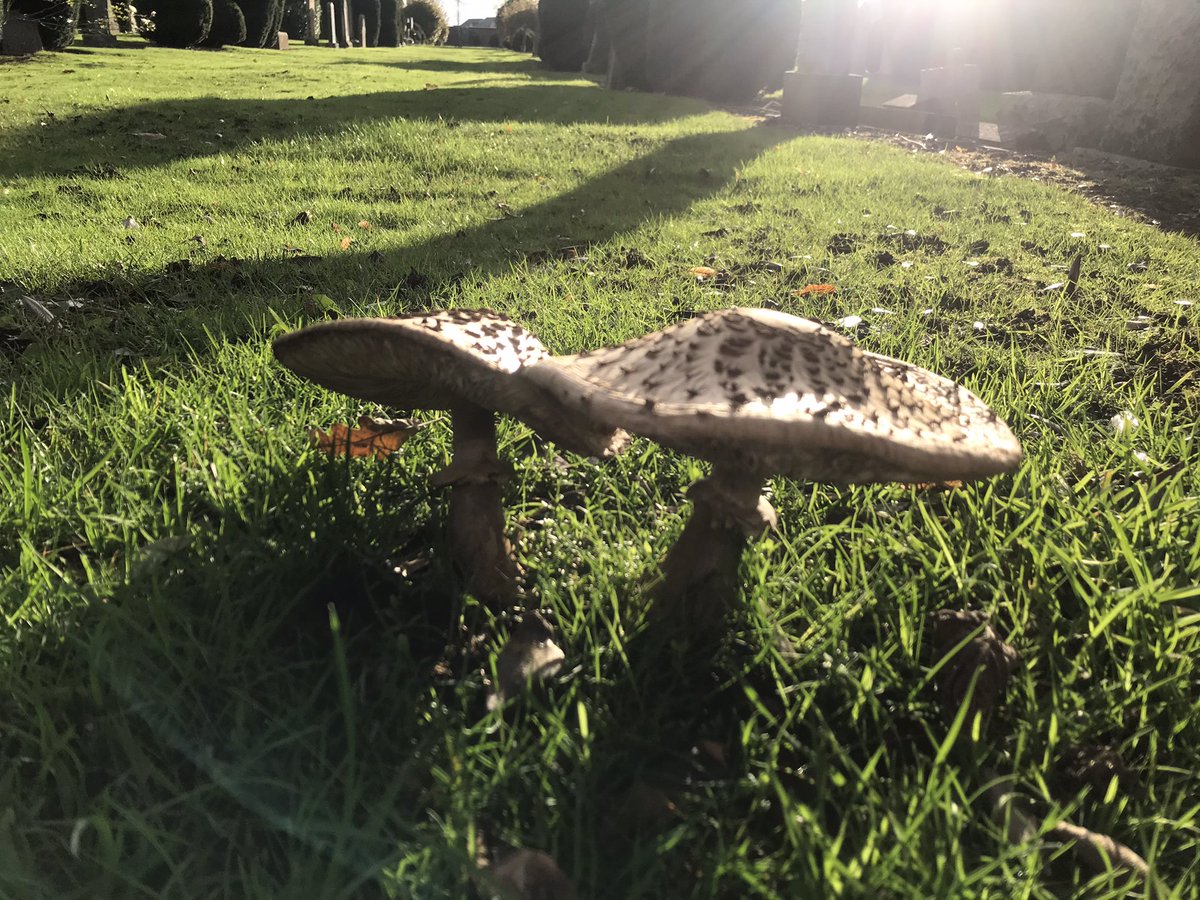 becssim's tweet photo. Happy boy! Muma found Shaggy Parasols (Chlorophyllum Rhacodes) 😄✨ #shaggyparasol #mushrooms #fungi #foragefun https://t.co/YY0ddY7T0t