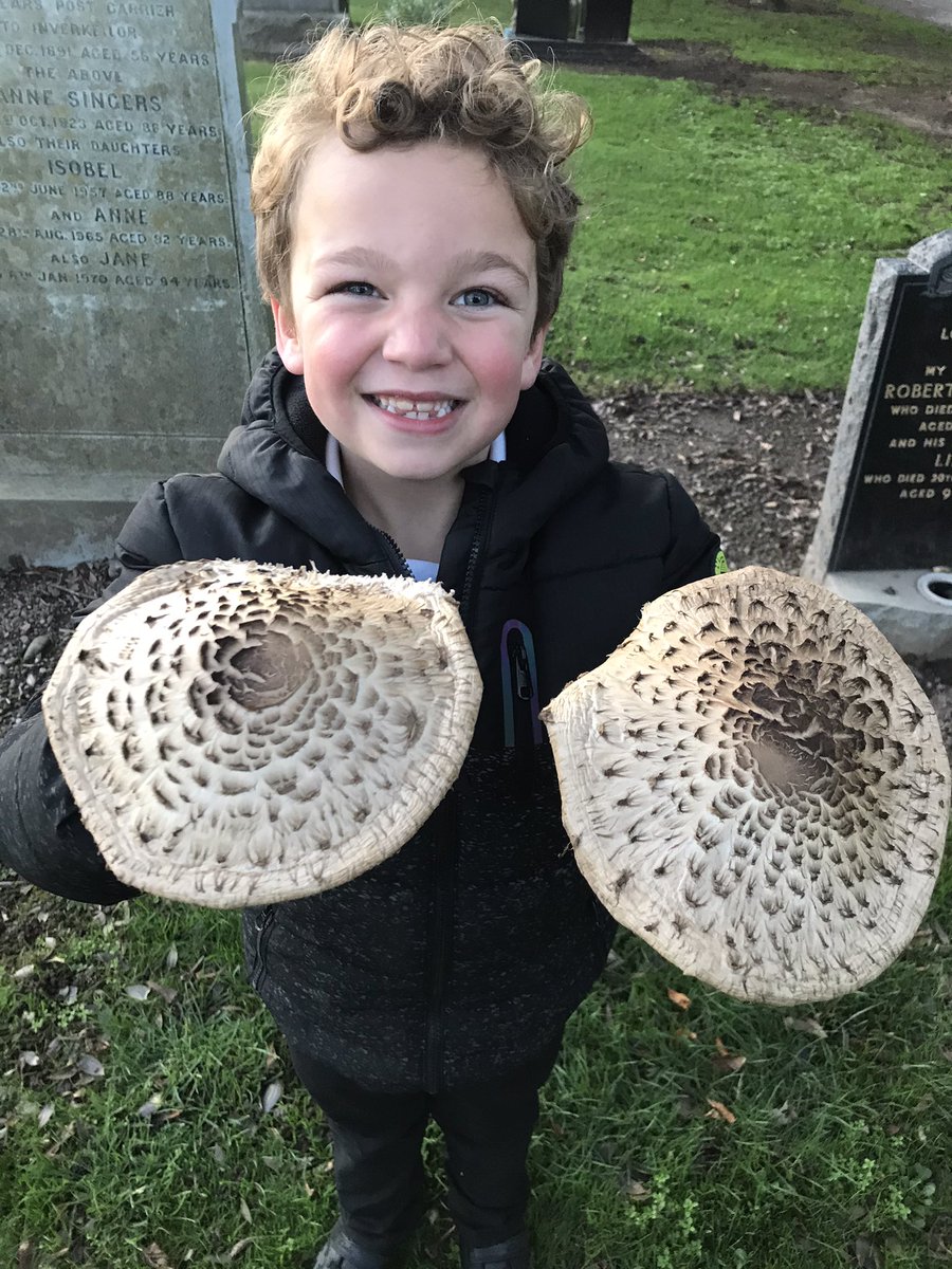 becssim's tweet photo. Happy boy! Muma found Shaggy Parasols (Chlorophyllum Rhacodes) 😄✨ #shaggyparasol #mushrooms #fungi #foragefun https://t.co/YY0ddY7T0t