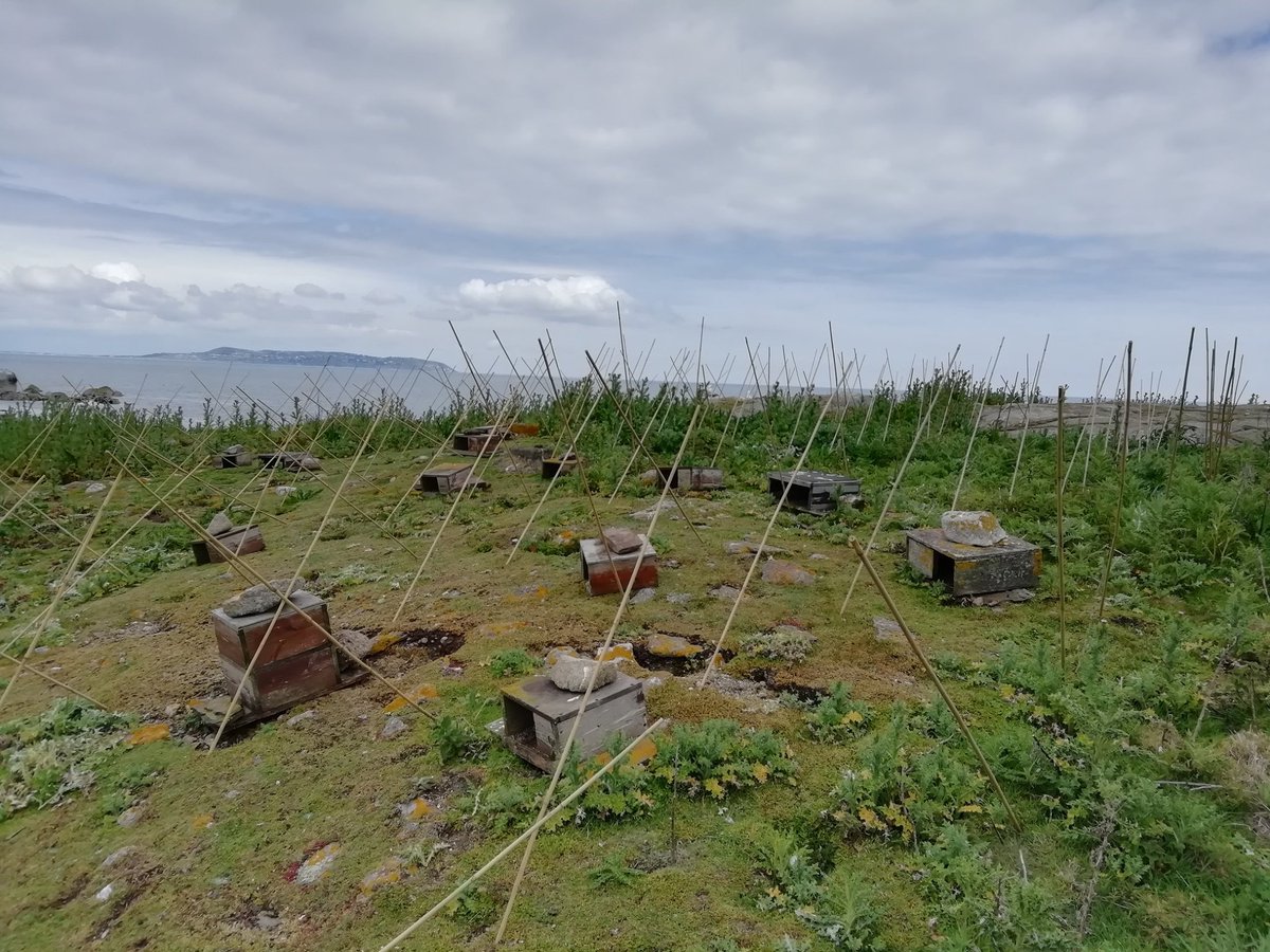 RoseateTernLIFE's tweet photo. We have published Best Practice Guidance for the management of #tern colonies!! These cover #habitat management (e.g. #rafts), predator mitigation (e.g. #fencing, canes). Huge thanks to our tern colleagues who contributed their case studies! #conservation https://t.co/Lpbl71vGjU https://t.co/xOzqZe4P8H